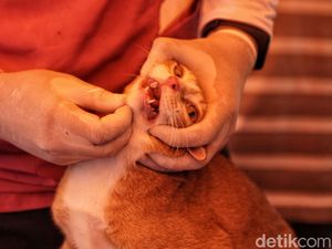 Kini Pemberian Vaksin Rabies Bisa Sistem Drive Thru