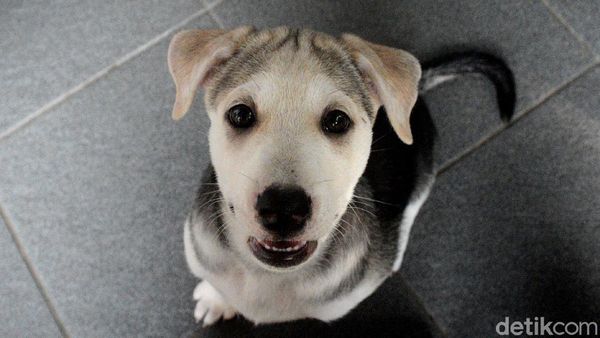 Vaksinasi Hewan Kesayangan di Hari Rabies Sedunia