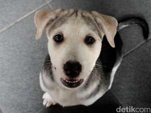 Vaksinasi Hewan Kesayangan di Hari Rabies Sedunia Vaksinasi Hewan Kesayangan di Hari Rabies Sedunia