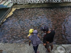 Water Gong, Ketika Sungai Kotor Disulap Jadi Wisata Penuh Ikan