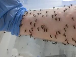 Video Asli Tangan Dikeroyok Ratusan Nyamuk DBD