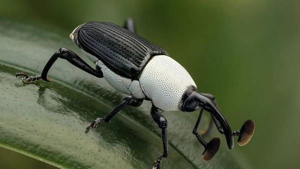 Unik dan Langka, Hewan dengan Warna Hitam Putih