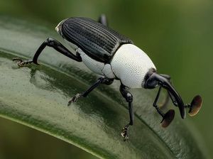 Unik dan Langka, Hewan dengan Warna Hitam Putih Unik dan Langka, Hewan dengan Warna Hitam Putih
