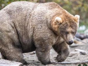 Beruang Mana yang Menjuarai Kontes Paling Gendut Tahun Ini? Beruang Mana yang Menjuarai Kontes Paling Gendut Tahun Ini?