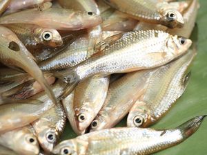 Guru Besar UGM Ungkap Ikan Wader Terancam Punah! Guru Besar UGM Ungkap Ikan Wader Terancam Punah!