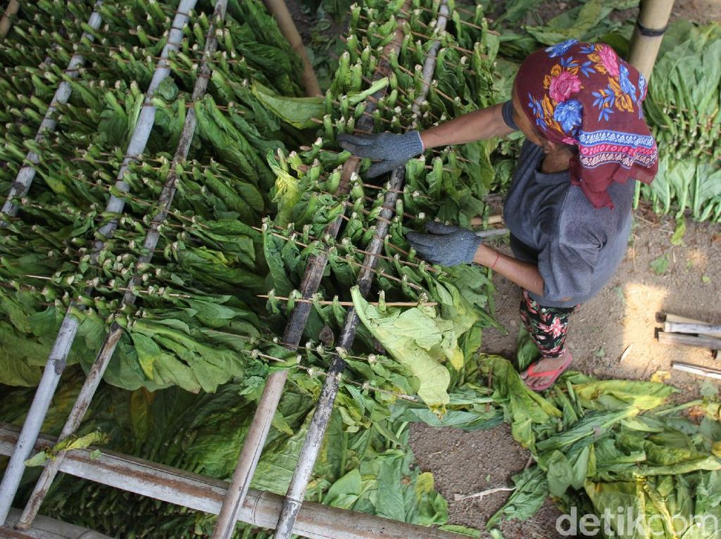Cukai Rokok Naik, Begini Dampaknya ke Pekerja hingga Petani Cukai Rokok Naik, Begini Dampaknya ke Pekerja hingga Petani