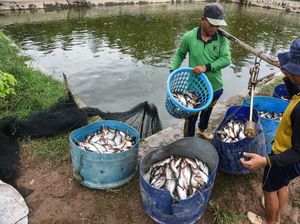 Produksi Ikan di Sumsel Capai 295 Ribu Ton, Patin Tertinggi Produksi Ikan di Sumsel Capai 295 Ribu Ton, Patin Tertinggi