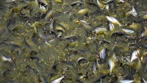 Potret Kampung Patin di Riau