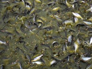 Potret Kampung Patin di Riau