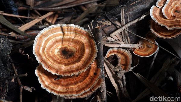 Salah Satu Cagar Alam Tertua Indonesia Ada di Depok Lho