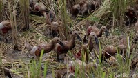Tak Tanggung-tanggung, Maling di Bali Gondol 280 Ekor Bebek