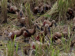 Polri: Selama di Lampung, Upik Lawanga Cari Uang dengan Jualan Bebek