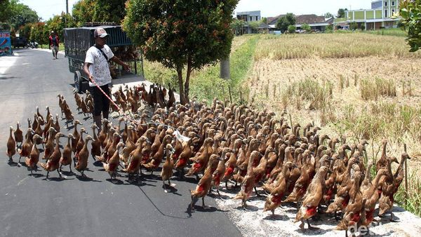 Meraup Untung dari Beternak Bebek Alami