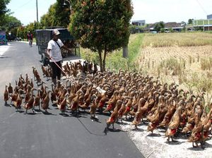 Meraup Untung dari Beternak Bebek Alami Meraup Untung dari Beternak Bebek Alami