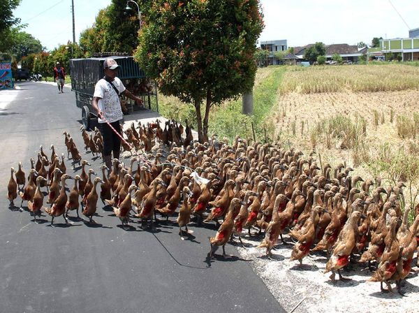 Meraup Untung dari Beternak Bebek Alami