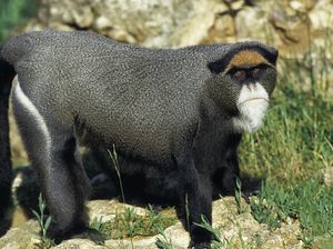 Krisis Turis, Uganda Andalkan Monyet Emas yang Terancam Punah