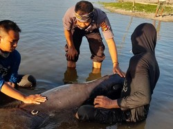 Penuh Luka dan Tersesat, Lumba-lumba Terdampar di Lombok Dievakuasi