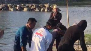 Lara Lumba-lumba Luka Terpisah hingga Terdampar di Pantai Rambang Lombok
