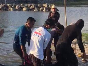 Lara Lumba-lumba Luka Terpisah hingga Terdampar di Pantai Rambang Lombok