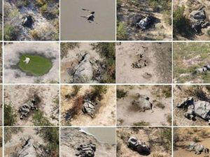 Ratusan Gajah Afrika Mati Secara Misterius, Apa Penyebabnya?