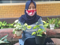 Emak-emak di Madiun Budidayakan Tanaman Hias Rival Janda Bolong