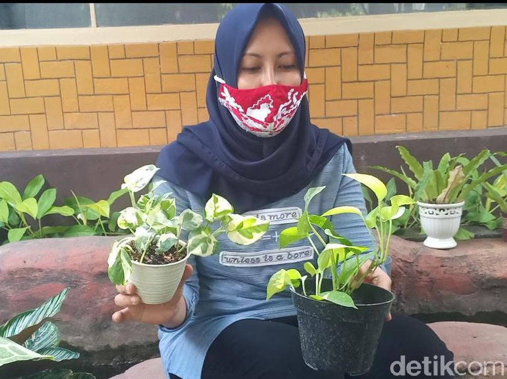 Emak-emak di Madiun Budidayakan Tanaman Hias Rival Janda Bolong Emak-emak di Madiun Budidayakan Tanaman Hias Rival Janda Bolong
