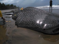 Hiu Tutul Sepanjang 7,5 Meter Mati Terdampar di Pantai Pekutatan Bali