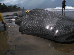 Hiu Tutul Sepanjang 7,5 Meter Mati Terdampar di Pantai Pekutatan Bali Hiu Tutul Sepanjang 7,5 Meter Mati Terdampar di Pantai Pekutatan Bali
