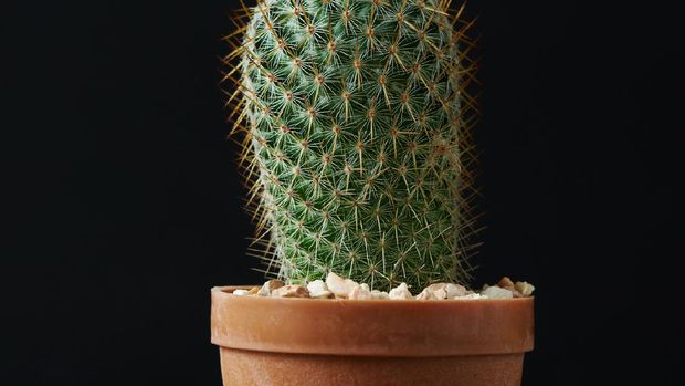 Beautiful Mammillaria spinosissima cactus in the pot on black background