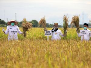 Pandemi Corona, Mentan Dorong Tingkatkan Produksi Beras di Sultra