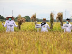 Pandemi Corona, Mentan Dorong Tingkatkan Produksi Beras di Sultra