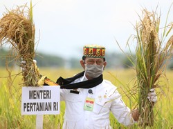 Mentan: Alhamdulillah 11 Bahan Pokok Dasar dalam Kendali Penuh