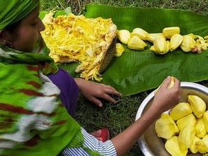 Nangka, Buah yang Menyelamatkan Sri Lanka dari Kelaparan Nangka, Buah yang Menyelamatkan Sri Lanka dari Kelaparan