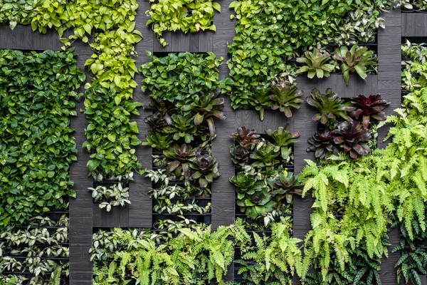 Green wall, eco friendly vertical garden