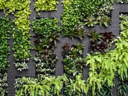 5 Tanaman Merambat untuk Hias Dinding Agar Rumah Cantik