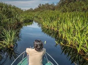 Coba Ekowisata di Tanjung Puting, Begini Keseruannya!