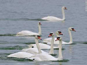 11 Hewan Ini Setia Seumur Hidup pada Pasangannya, Burung Bangkai Juga Lho! 11 Hewan Ini Setia Seumur Hidup pada Pasangannya, Burung Bangkai Juga Lho!