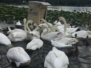 Kota Ini Obral Angsa Karena Perawatannya Mahal, Bisa Seharga Mobil