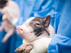 Transplantasi Organ Babi ke Manusia Mendekati Kenyataan