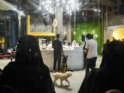 Kini Hadir Kafe Anjing Pertama di Arab Saudi