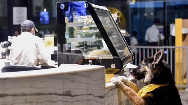 Potret Kafe Anjing Pertama di Arab Saudi