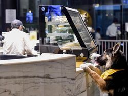 Potret Kafe Anjing Pertama di Arab Saudi