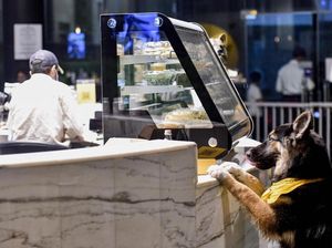 Potret Kafe Anjing Pertama di Arab Saudi Potret Kafe Anjing Pertama di Arab Saudi
