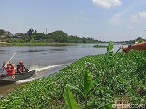 Viral Buaya Putih di Kediri, BPBD Sisir Sungai Brantas