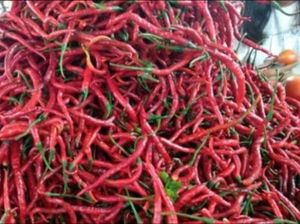 Cabai Sumedang Melimpah Ruah