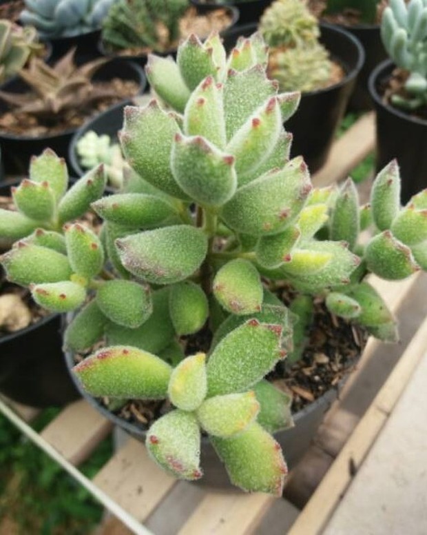 cakar beruang/shoope.co.id Tanaman dengan bentuk cakar beruang ini hanya perlu disiram saat tanahnya sudah kering