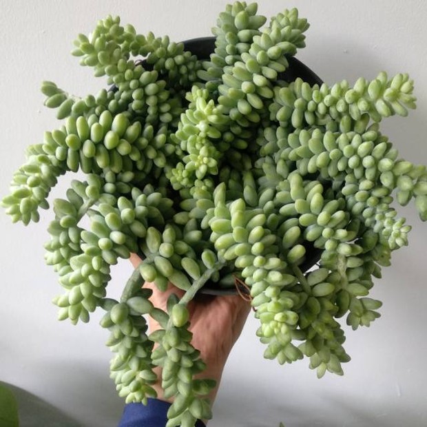 Donkey Tail/shoope.co.id Tanaman hias Donkey Tail cocok untuk kamu yang tidak mau repot menyiram tiap hari