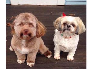 Kumpulan Foto Hewan Mirip Manusia