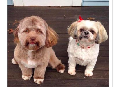 Kumpulan Foto Hewan Mirip Manusia