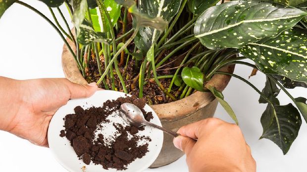 Used or spent coffee grounds being used as natural plants fertilizer